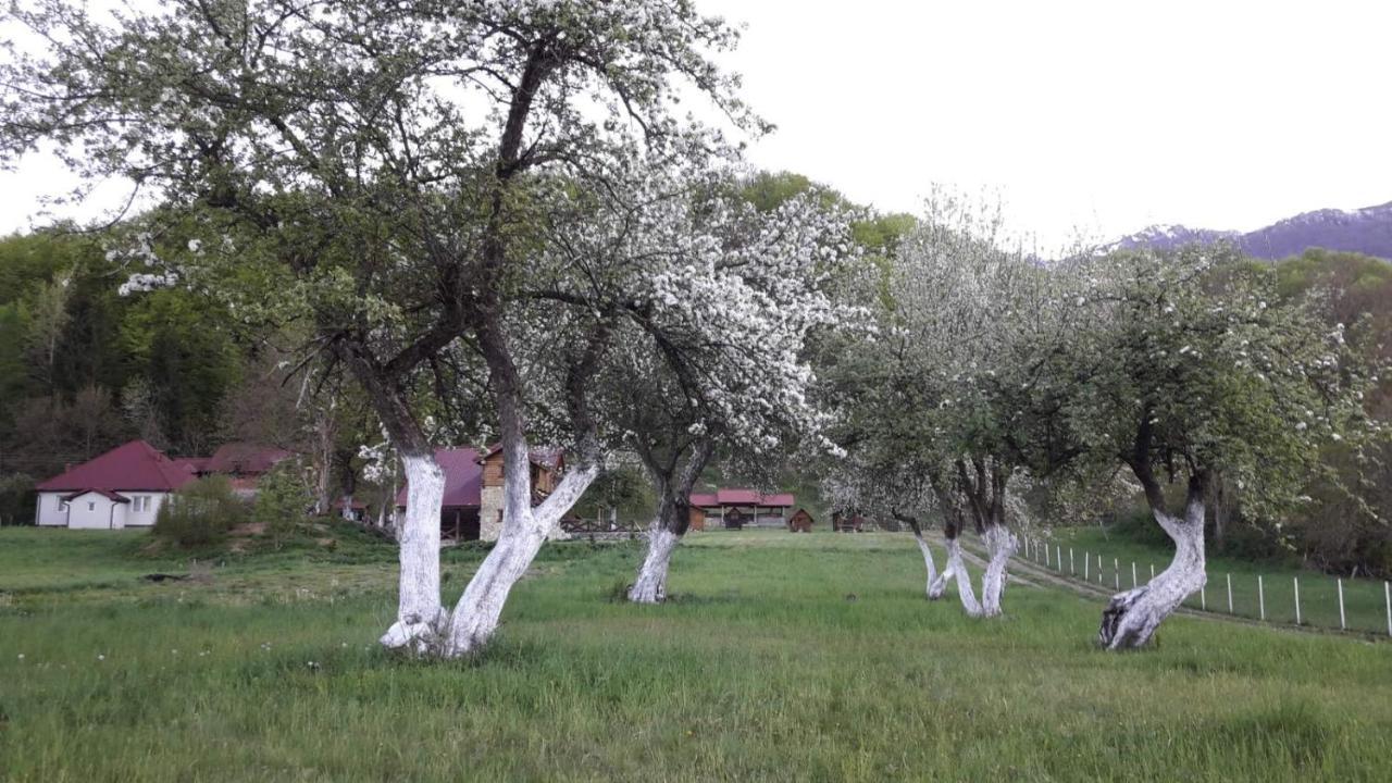 Camp &Apartmens Scepanovic Mojkovac Exterior foto